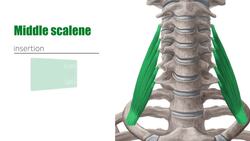 Functions of the arm muscles Instructional Video