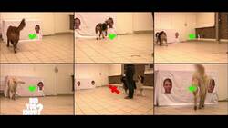 The Hidden Talents of Our Pets: Dogs, Cats, and Parrots Unveiled Instructional Video