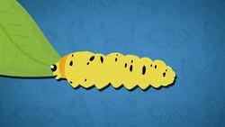 I WONDER - How Much Do Caterpillars Eat? Me Pregunto - Cuánto Comen Las Orugas? Instructional Video