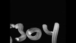 Extremely quick shot of Wright Brothers flight in Kill Devil Hills, NC on May 14, 1908 News Clip