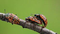 Beetles leaf-eaters decapods mate in summer on tree branch Stock Footage