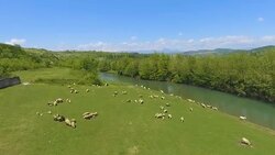 Flock of sheep on green pasture in mountains, cattle breeding, organic wool Stock Footage