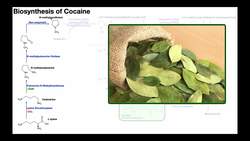 🍃 Cocaine Biosynthesis Instructional Video