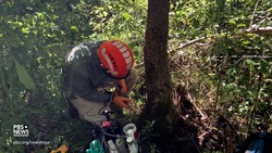 Trees across the U.S. face dire threats, new report shows News Clip