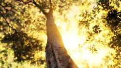 Science Kids: The Importance of Trees Instructional Video