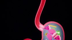 TED-Ed: Rusha Modi: What causes heartburn? Instructional Video