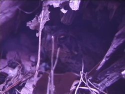 What Is an Amphibian?: Amphibians Around Us Instructional Video