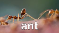 Jungle Animals for Kids - Learn Jungle Animal Names Instructional Video