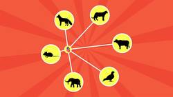 I WONDER - Do Animals With Bigger Hearts Live Longer? Instructional Video