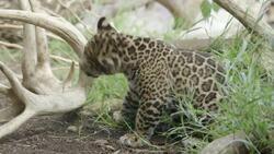 A Trouble Maker From The Start: This Jaguar Cub Has a Lot to Learn Instructional Video