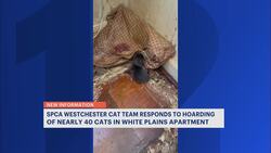 Westchester SPCA: Nearly 40 cats rescued from ‘horrific hoarding’ in White Plains News Clip