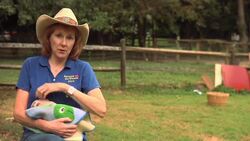 Where Can I Get a Teacup Pig? Instructional Video