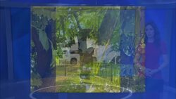 Bear on the loose in Spring Valley News Clip