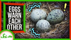 Bird Eggs Warn Each Other About Danger Instructional Video