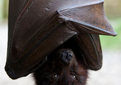 Ultrasound - High-Frequency Sound Instructional Video