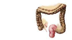 Large intestine Instructional Video