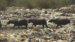 Plastic bag ban to come into effect in southern Sindh province News Clip