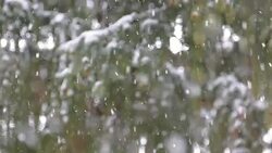 Snowing and fir trees slow motion Stock Footage