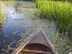 Exploring Freshwater Biomes: Introduction Instructional Video