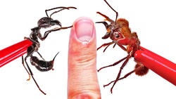 STUNG and BIT! Bullet Ant vs Soldier Ant Instructional Video