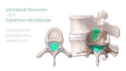 Thoracic and lumbar spines Instructional Video
