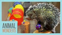 Obstacle Course For A Porcupine! Instructional Video