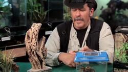 What Is a Tarantula? Instructional Video