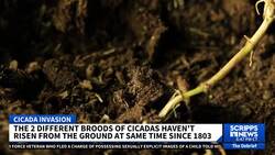 Map shows where billions of cicadas will soon emerge in the US News Clip