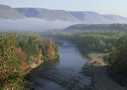 Deciduous Forests Instructional Video