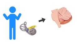 Peripheral mechanoreceptors Instructional Video