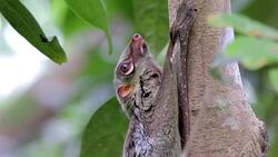 I WONDER - Can The Colugo Actually Fly? Instructional Video