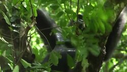 CLEAN : Gabon counts on visitors to help preserve great apes News Clip