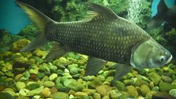 freshwater fish Stock Footage