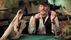 6 Cool Facts about Green & Brown Anoles Instructional Video