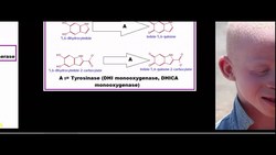 Melanin Biochemistry: Eumelanin Biosynthesis From Tyrosine and Phenylalanine Instructional Video