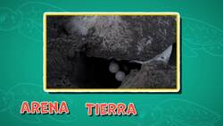 I WONDER - Where Do Turtles Lay Eggs? Me Pregunto - Donde Ponen Huevos Las Tortugas? Instructional Video