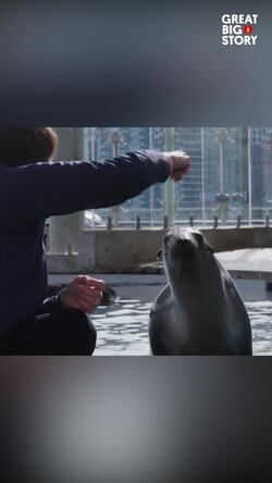 Kathy Streeter, revolutionizing marine mammal training	 Instructional Video