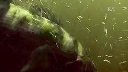 How to catch a fish Instructional Video