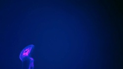 Box jellyfish in the dark of underwater world of deep sea animal Stock Footage