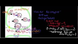 Choline Acetyltransferase: Physiology, Biochemistry, and Organic Mechanism Instructional Video