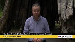 B.C.'s Best Symbol: Dogwood vs. Red Cedar News Clip