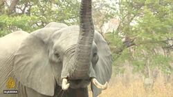 Zimbabwe in deadly conflict with wildlife as animals attack News Clip