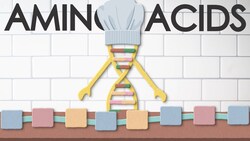 Amino acids: types, structure and function Instructional Video