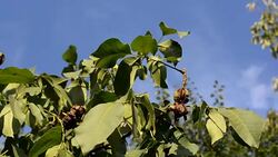Ripe nuts hang on the green tree branch in the garden. Stock Footage