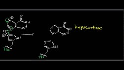 Purine Nucleoside Phosphorylase: Physiology, Biochemistry, and Mechanism Instructional Video
