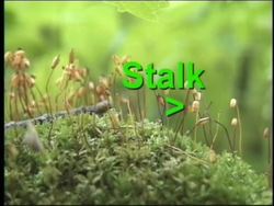 Plant Reproduction: Moss Life Cycle Instructional Video