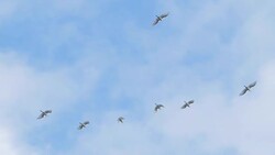 Egret flying in blue sky, slow motion. Stock Footage