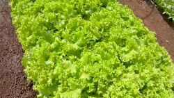 cultivation and harvesting of lettuce irrigation Stock Footage