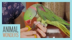 Keeping Your Parrot Clean | Bird Hygiene Instructional Video