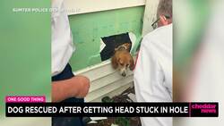 One Good Thing: Dog Rescued After Getting Head Stuck in Hole News Clip